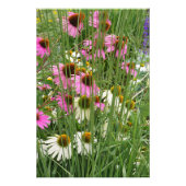 24"x36"Coneflowers Foto Afdruk (Voorkant)