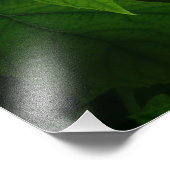 24"x36" Eikenblad Hortensia Foto Afdruk (Hoek)