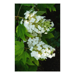 24"x36" Eikenblad Hortensia Foto Afdruk