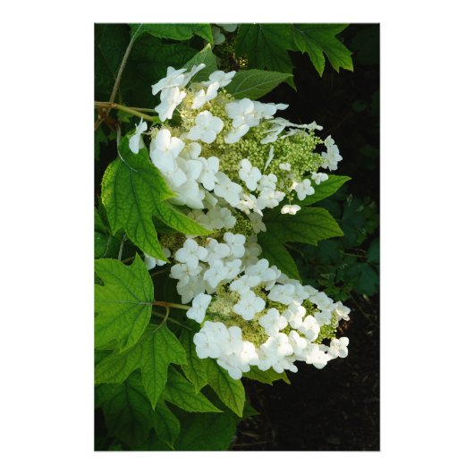 24"x36" Eikenblad Hortensia Foto Afdruk (Voorkant)
