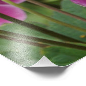 24 "x36" roze anemonen foto afdruk (Hoek)