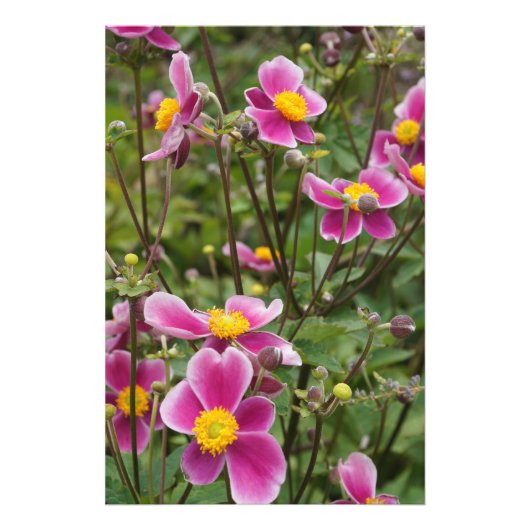 24 "x36" roze anemonen foto afdruk (Voorkant)