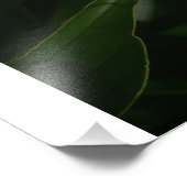 24"x36" Roze Pioen Foto Afdruk (Hoek)