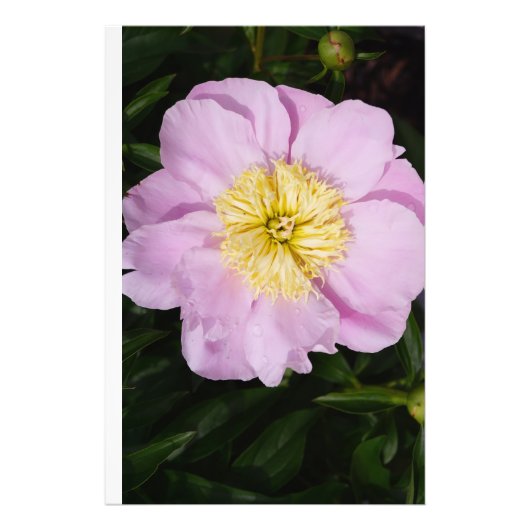 24"x36" Roze Pioen Foto Afdruk (Voorkant)