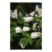 24 x 36-inch Oakleaf Hydrangea Foto Afdruk (Voorkant)