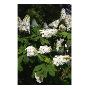 24 x 36-inch Oakleaf Hydrangea Foto Afdruk