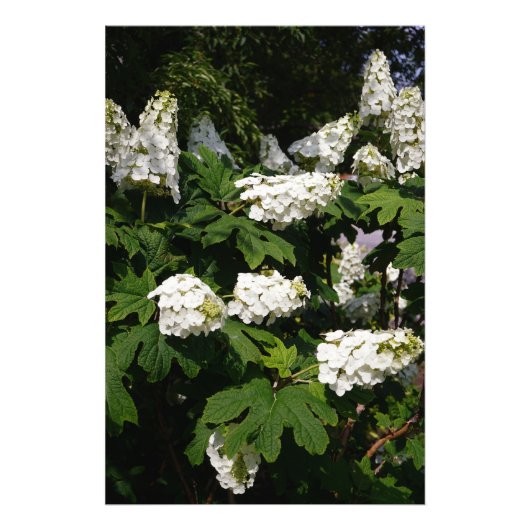 24 x 36-inch Oakleaf Hydrangea Foto Afdruk (Voorkant)