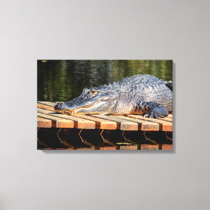 24x16 Alligator in Homosassa Springs Wildlife Park Canvas Afdruk