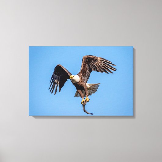 24x16 Bald Eagle met een vis Canvas Afdruk (Voorkant)