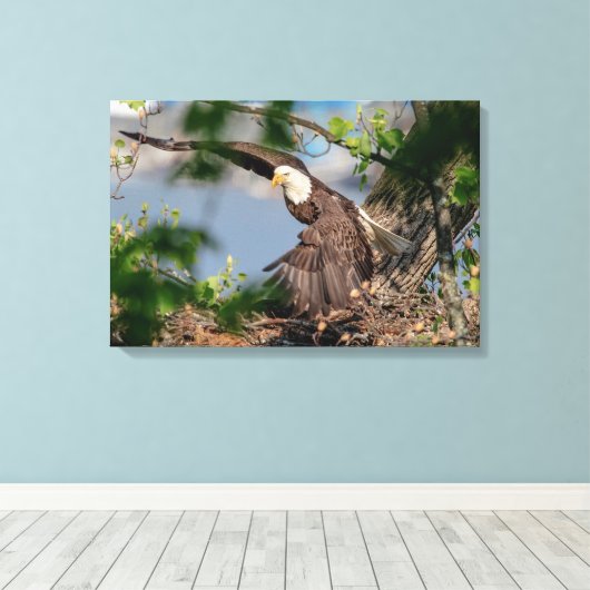 24x16 Bald Eagle met het nest Canvas Afdruk (Insitu (Houten vloer))