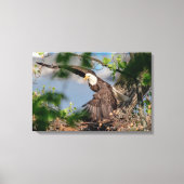 24x16 Bald Eagle met het nest Canvas Afdruk (Voorkant)