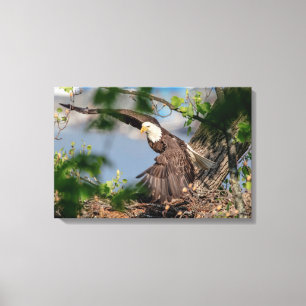 24x16 Bald Eagle met het nest Canvas Afdruk