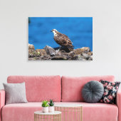24x16 Osprey op de rotsen Canvas Afdruk (Insitu (Woonkamer))