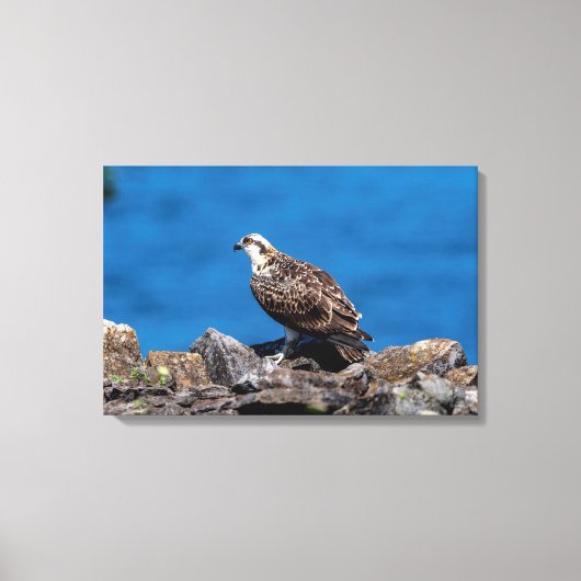 24x16 Osprey op de rotsen Canvas Afdruk (Voorkant)
