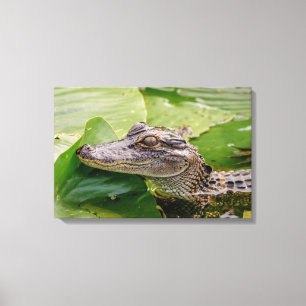 24x16 Young Alligator Canvas Afdruk