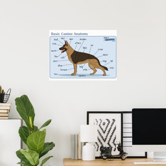 24x18 Canine-anatomie Poster (Thuiskantoor)