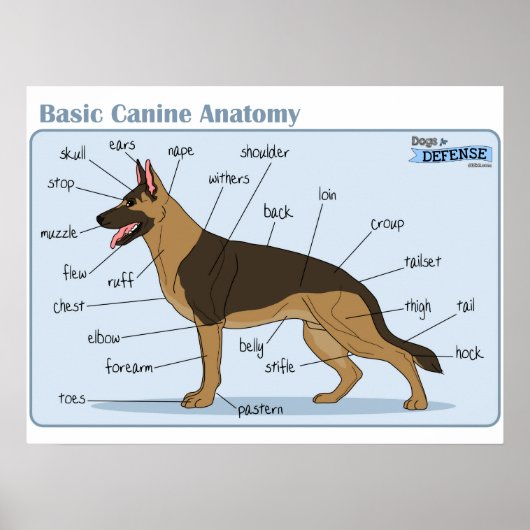 24x18 Canine-anatomie Poster (Voorkant)
