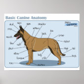 24x18 Canine-anatomie Poster (Voorkant)