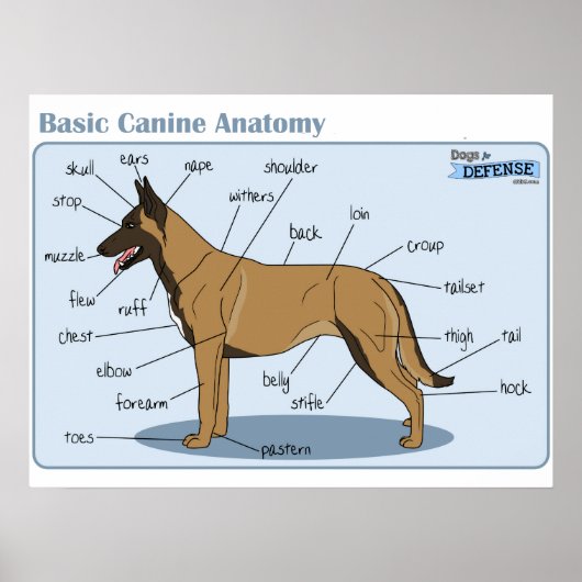 24x18 Canine-anatomie Poster (Voorkant)