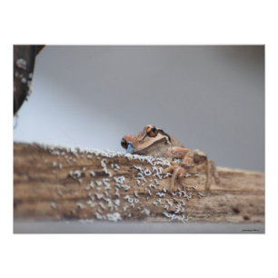 24X18 Content Pacific Tree Frog rust op Lichen Foto Afdruk