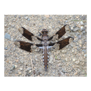 24x18 Dragonfly - een gemeenschappelijke witte sta Foto Afdruk