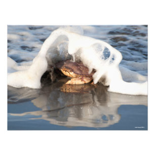 24x18 Dungeness Crab met het Surf dat over spuugt! Foto Afdruk