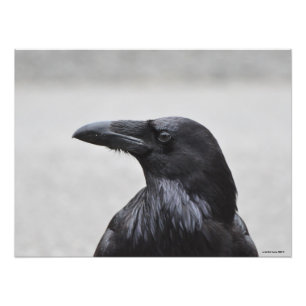 24x18 Raven de schitterende! Foto Afdruk