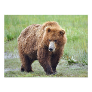 24x18 Satin foto van grizzly beer Foto Afdruk