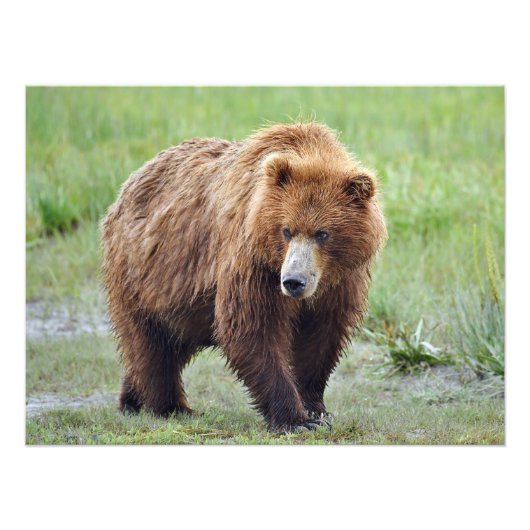 24x18 Satin foto van grizzly beer Foto Afdruk (Voorkant)