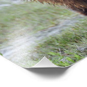 24x18 Satin foto van grizzly beer Foto Afdruk (Hoek)