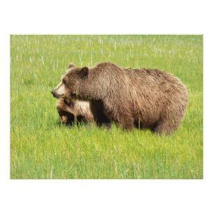 24x18 Satin foto van grizzly beer & krab Afdruk