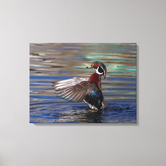 24x18 Wing Flapping Wood Duck Canvas Afdruk (Voorkant)