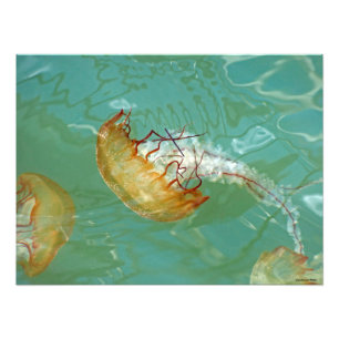 24x18 Zee nettle kwal Foto Afdruk