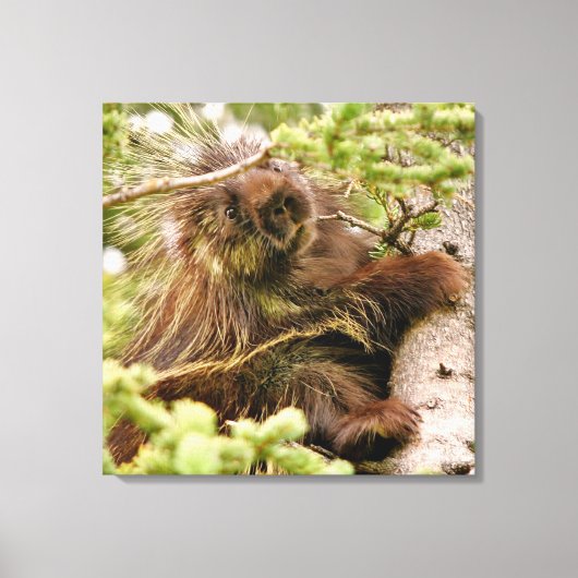 24x24 Gewatteerd canvas (glanzend) met porcupine Afdruk (Voorkant)