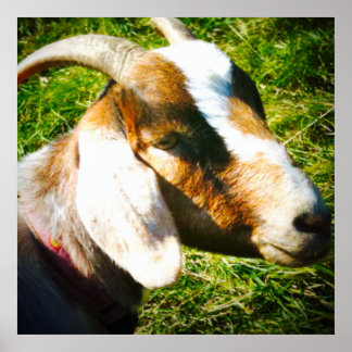 24x24 matte poster. Geitje. Personaliseren! Poster