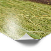 24x24 Satin foto van grizzly beer Afdruk (Hoek)