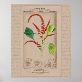 24x30 Franse botanische illustratie Amaranthus Poster