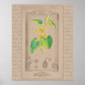 24X30 Franse botanische illustratie Birthwort Poster (Voorkant)