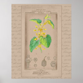 24X30 Franse botanische illustratie Birthwort Poster