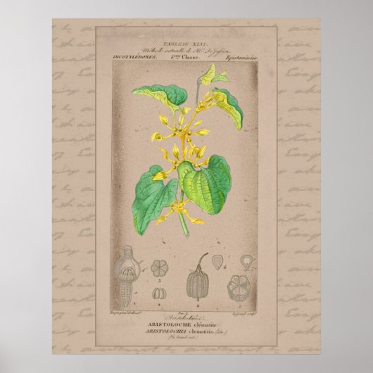 24X30 Franse botanische illustratie Birthwort Poster (Voorkant)