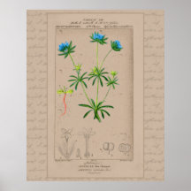 24x30 Franse Botanische Illustratie Blauwe Woodruf