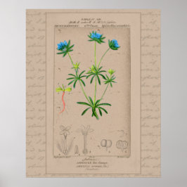 24x30 Franse Botanische Illustratie Blauwe Woodruf Poster