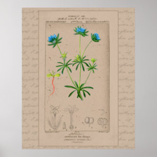 24x30 Franse Botanische Illustratie Blauwe Woodruf Poster