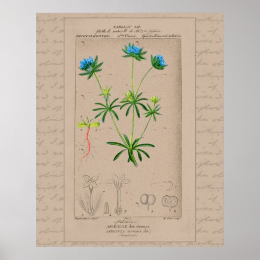 24x30 Franse Botanische Illustratie Blauwe Woodruf Poster (Voorkant)