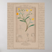 24X30 Franse botanische illustratie Buttercup Poster (Voorkant)