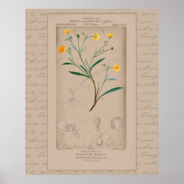 24X30 Franse botanische illustratie Buttercup Poster