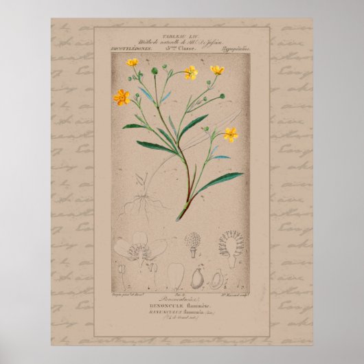 24X30 Franse botanische illustratie Buttercup Poster (Voorkant)