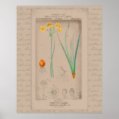 24X30 Franse Botanische Illustratie Daffodil Poster (Voorkant)