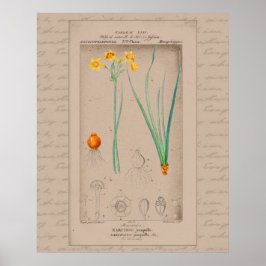 24X30 Franse Botanische Illustratie Daffodil Poster