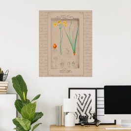 24X30 Franse Botanische Illustratie Daffodil Poster